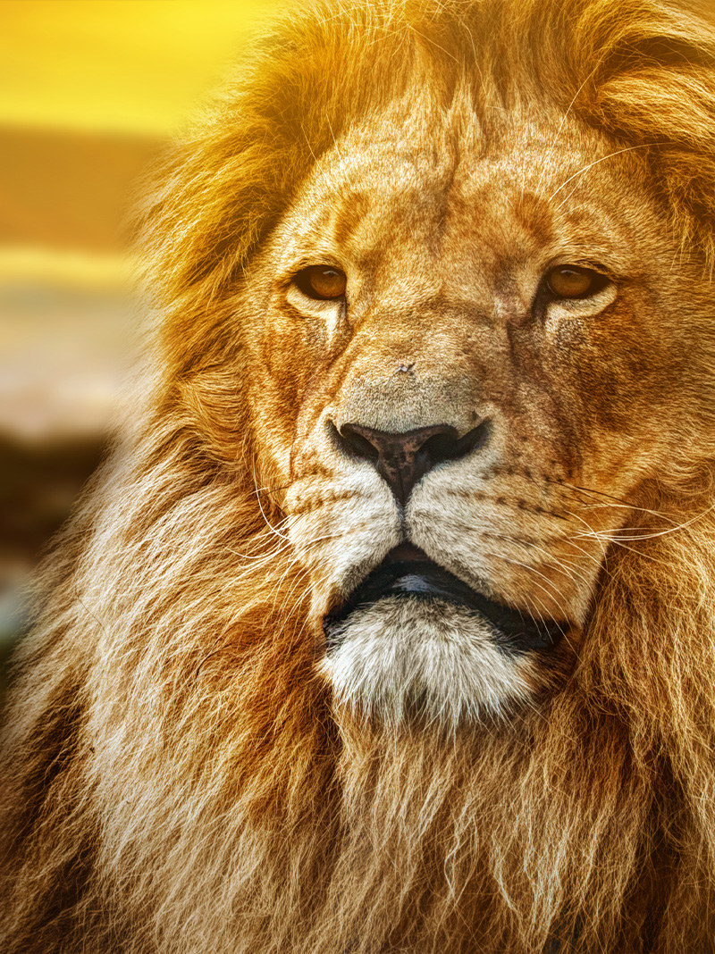 Safari Tours